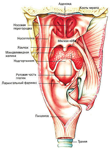 Гортань И Глотка Строение Фото Через Рот